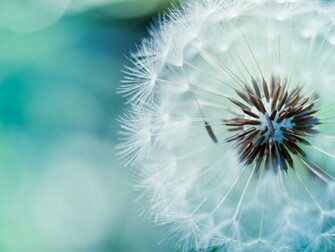 Fluffy Dandelion Desktop Pc And Mac Wallpaper