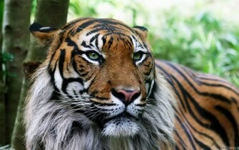 Liger Hybrid Between A Male Lion And Tigress Wallpaper