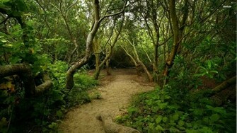 Share Your Wallpaper Trail Woods Nature Jpg