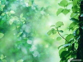 Nature Wallpaper Desktop HD