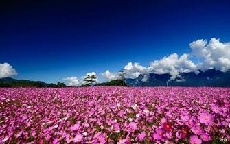 Flower Field Wallpaper Best