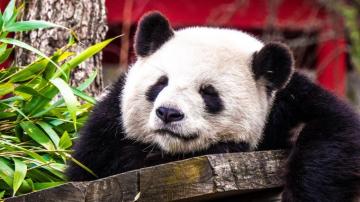Wallpaper Panda Sleep Cute Animal Tablet