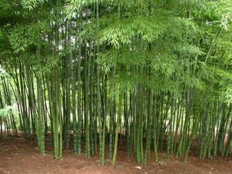 Edulis Moso Grove After A Cane Harvest And Mulching Planting