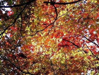 Cute Background Fall Autumn Trees Leaves