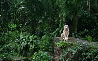 New HD Wallpaper Natural 1080p Quality