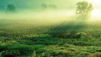 Grass Green Sunlight Shadow Fog Mist Wallpaper