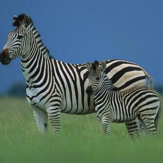 Baby Zebra iPad Wallpaper