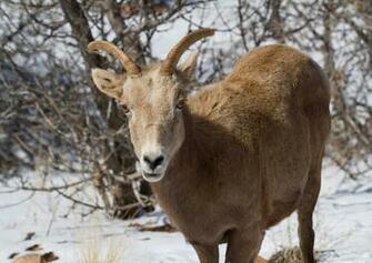 Bighorn Sheep