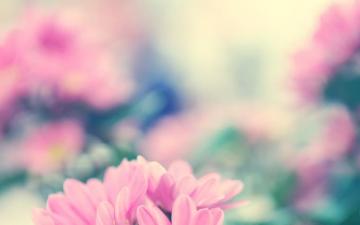Good Mood Pink Flowers Wallpaper HD Desktop And Mobile