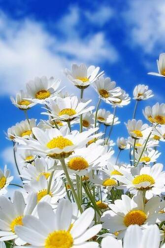 Spring Daisy iPhone Wallpaper
