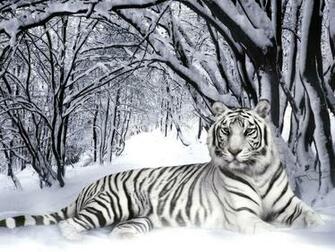Tigers Wallpaper Wild Tiger Animal Gallery