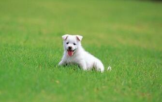 Pretty Dog Wallpaper Puppies