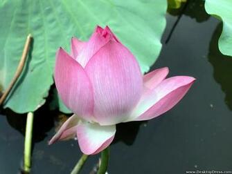 Desktop Wallpaper Flowers Gardens Background Water Lily