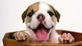 Wallpaper Bulldog Puppy X Widescreen Desktop