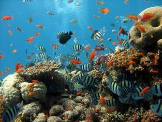 Sea Ocean Coral Aquarium Fishing Diving Wallpaper