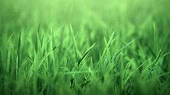 Green Grass HD