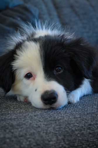Black And White Border Collie Puppy Lying On Gray Carpet Photo
