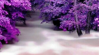 Purple Trees High Quality And Resolution Wallpaper On