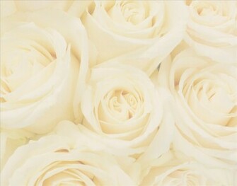 Wedding Denallta Background