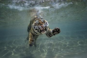 Tiger HD Wallpaper