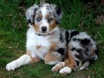 Australian Shepherd Widescreen Wallpaper