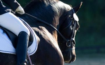 Centerline Events Dressage Show Management