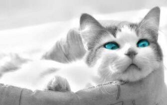 Cool Cat Wallpaper Imagenes