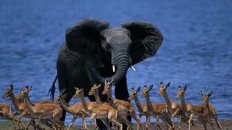 Wildlife Africa Elephant Duiker Pygmy Antelope Run