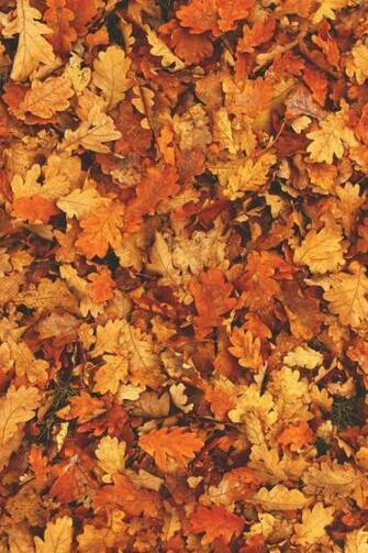 iPhone Wallpaper Theberry Autumn
