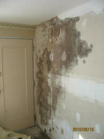 Panels And Mold Develops In The Paste Behind Vinyl Wallpaper