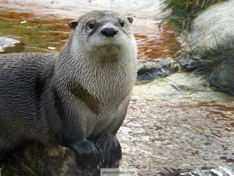 North American Wildlife Wallpaper Image