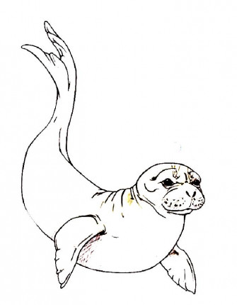 Mediterranean Monk Seal Coloring Wallpaper