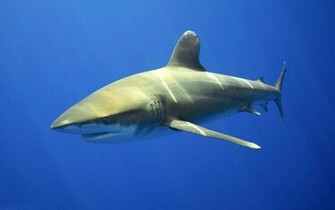 Pictures Sharks Pics Image Photos Photo Gallery