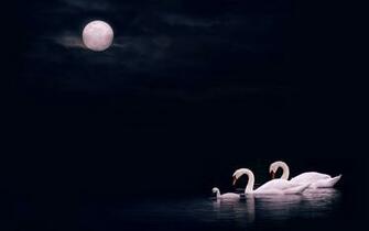 Desktop Background Swan Lake Photography Wallpaper Animal