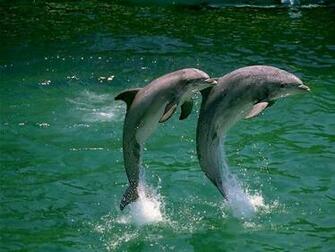 Beautiful Animal Wallpaper Gallery Most