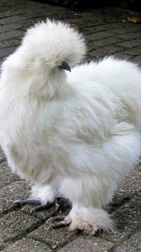 Wallpaper Silkie Chicken Feathers iPhone