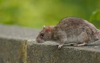 Rat Wallpaper