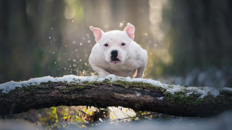 Dog Wallpaper HD 4k