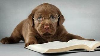 Labrador Dog Brown Read A Book Glasses Wallpaper Desktop