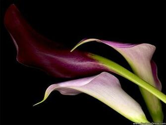 Desktop Wallpaper Flowers Gardens Background Calla Lily