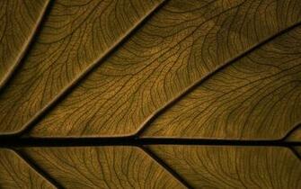 Brown Wallpaper Background Dekstop Pictures In High
