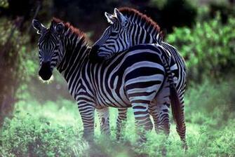 Zebra Computer Wallpaper Desktop Background