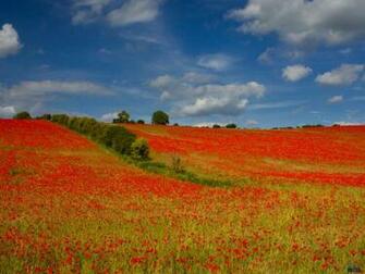Wallpaper Poppy Field X Desktop And