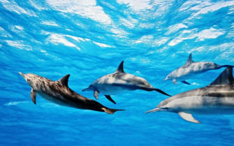 Cute Dolphin Wallpaper