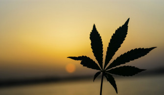 Weed Background Image HD Background