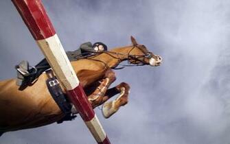 Fp Equestrian Horses Wallpaper Wonderful