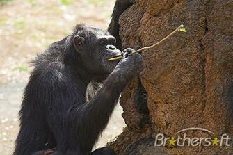 Monkey Pg Screen Savers A Great Image Slideshow