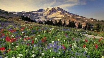 Mount Rainier National Park Wallpaper