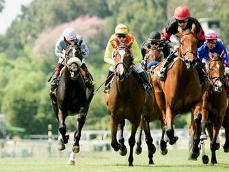 Stretchrun Wallpaper Horse Racing Pictures