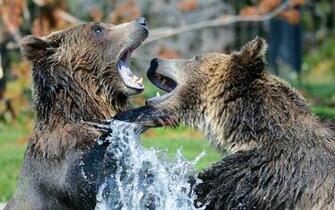 Grizzly Bear Playing In Lake Wallpaper New HD